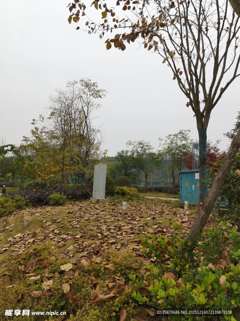 户外落叶树木场景