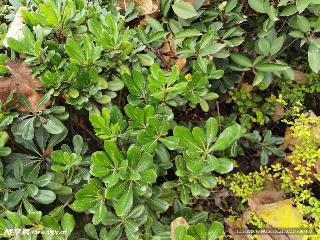 绿叶繁茂的植物景观