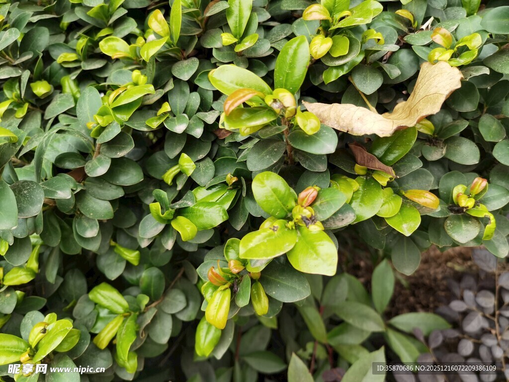 绿叶间的枯黄叶片