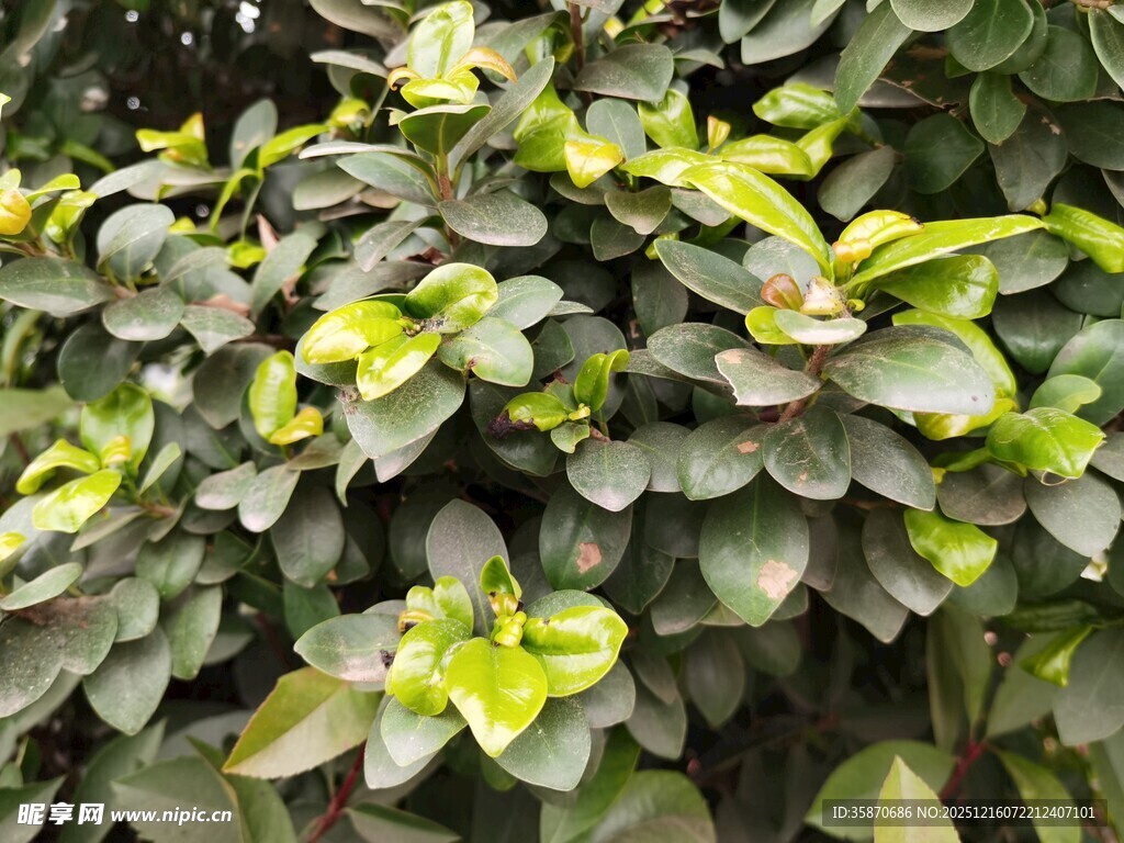 绿叶繁茂的植物景观