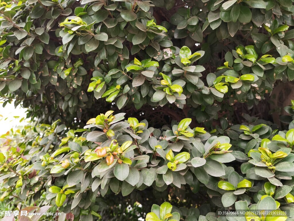 绿叶繁茂的灌木丛