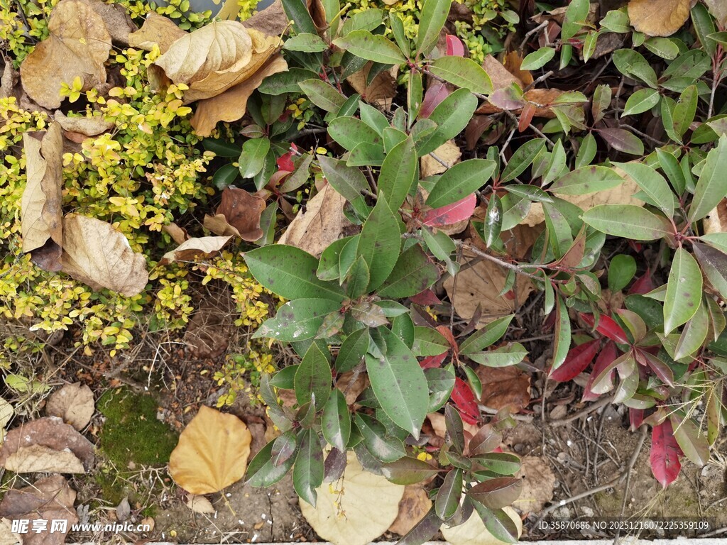 秋日地面多彩植物景观