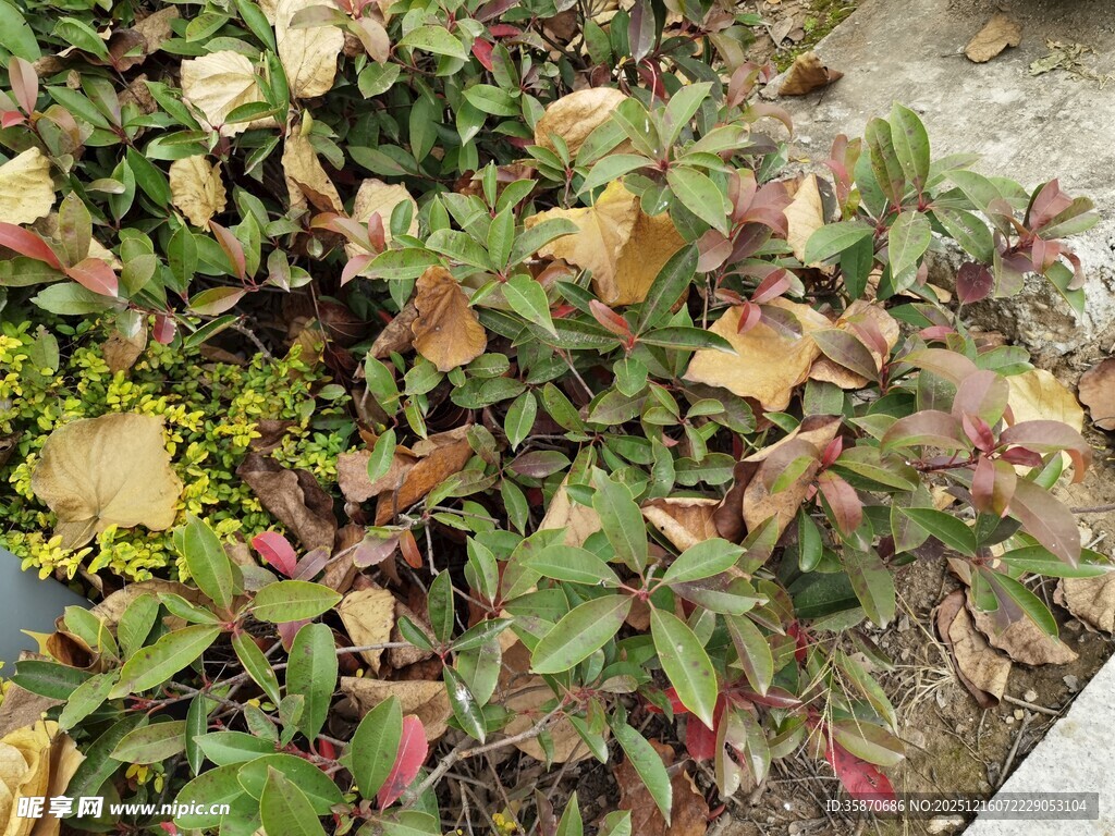 多彩叶片植物景观