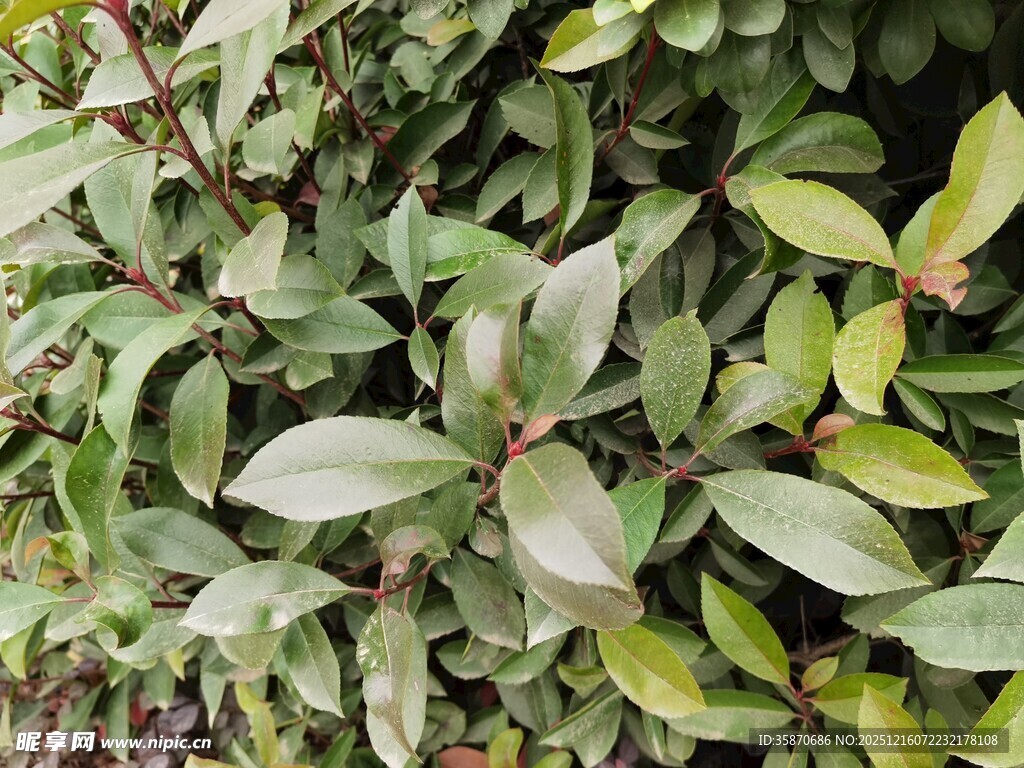 绿叶繁茂的植物景观