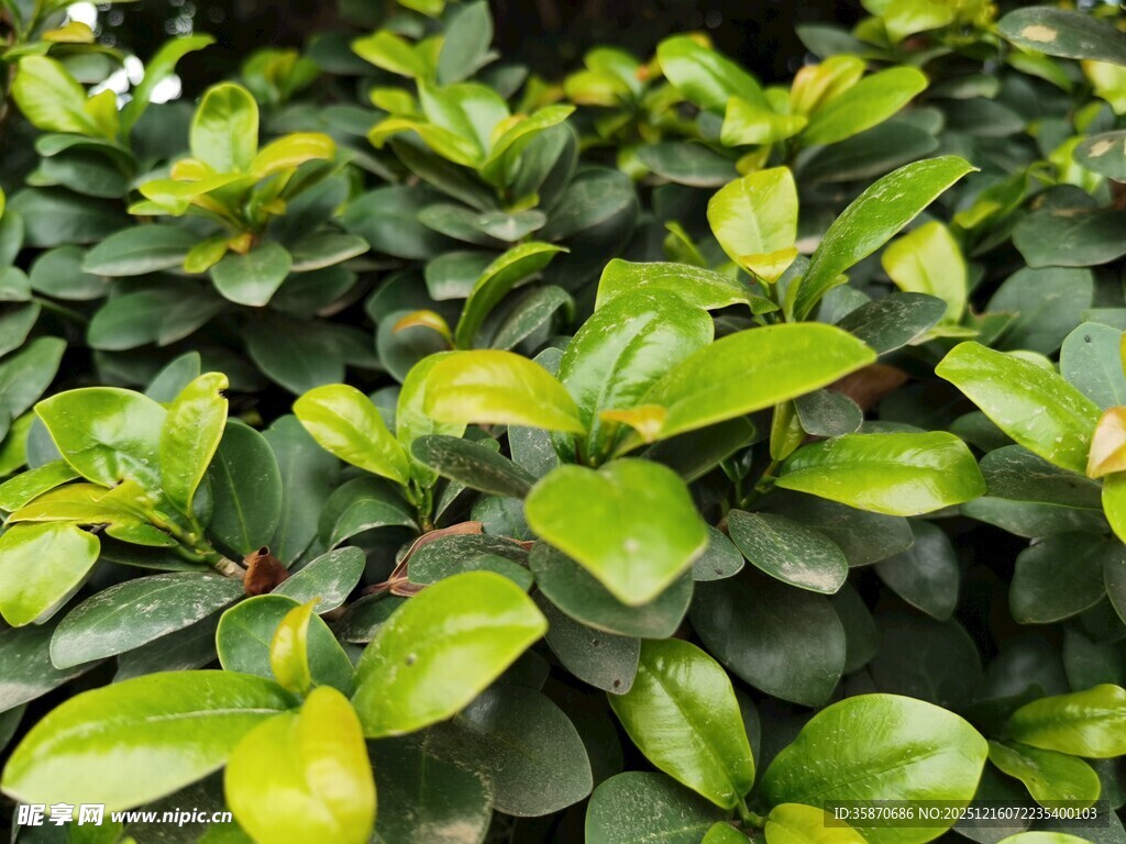 翠绿繁茂的叶片植物