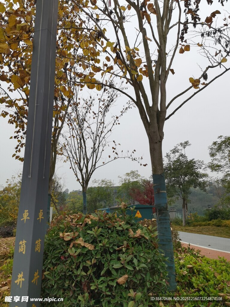 秋日路旁树木与绿植景观