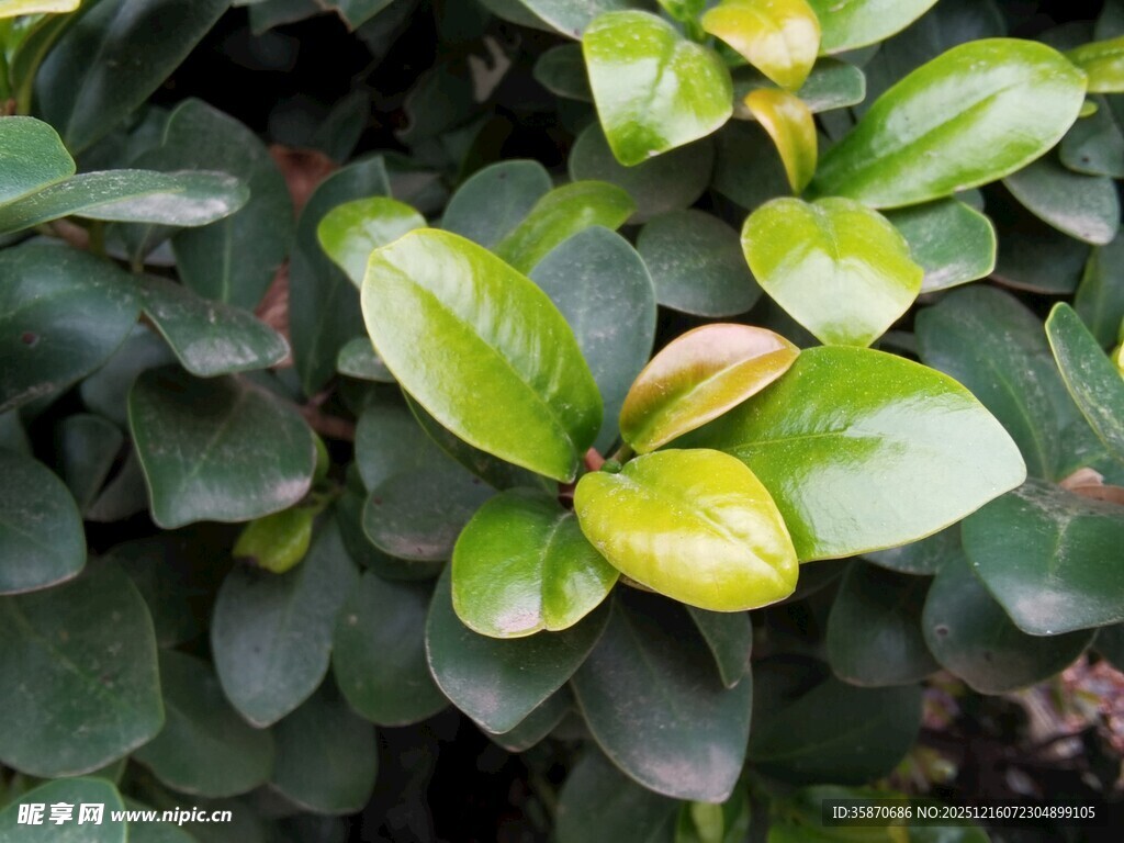 翠绿叶片的生机植物
