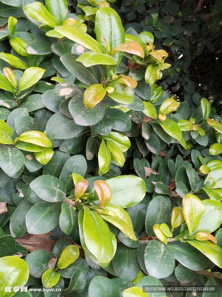 翠绿圆润叶片植物特写