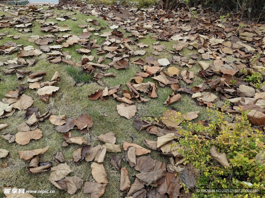 石板小径绿意点缀