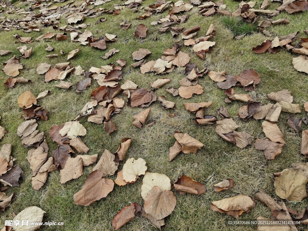 地面散落的多彩枯叶