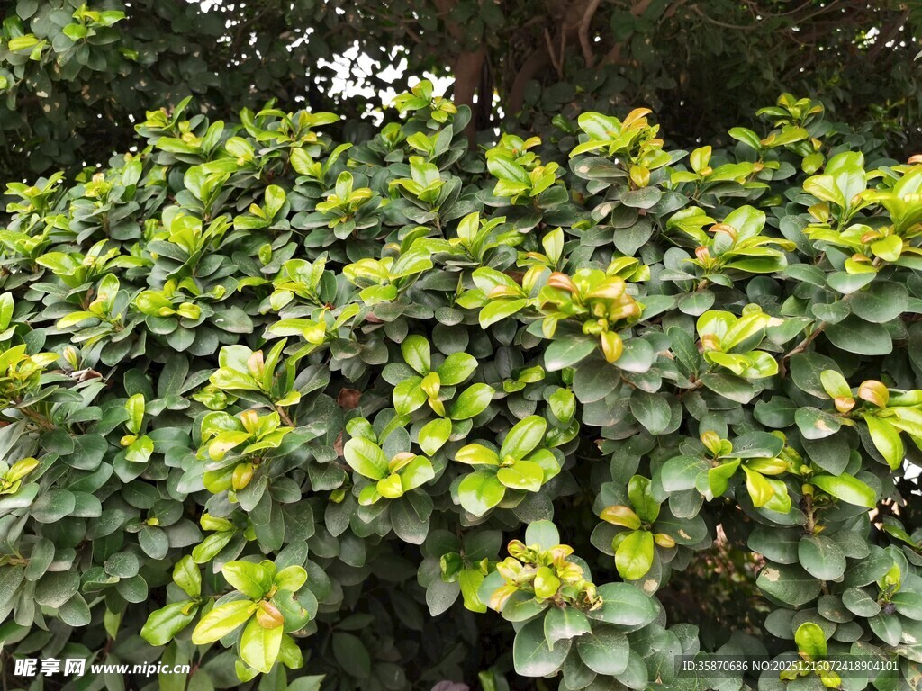 翠绿繁茂的叶片植物