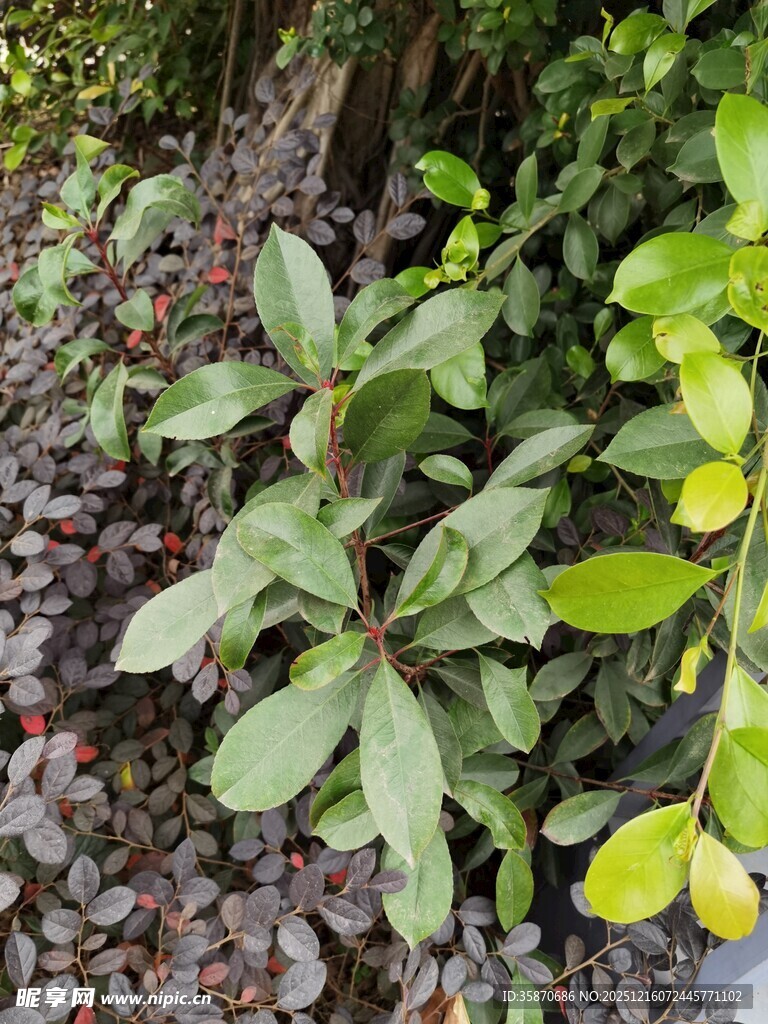 绿叶植物与碎石景观