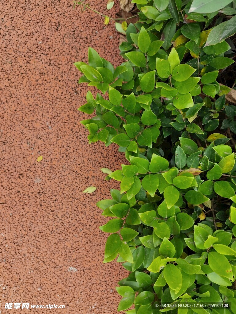 红土地边的翠绿植物