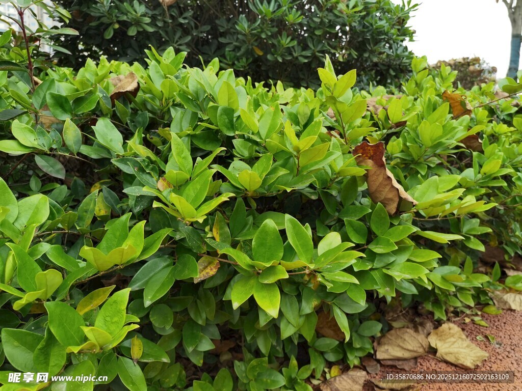 翠绿繁茂的灌木丛景观