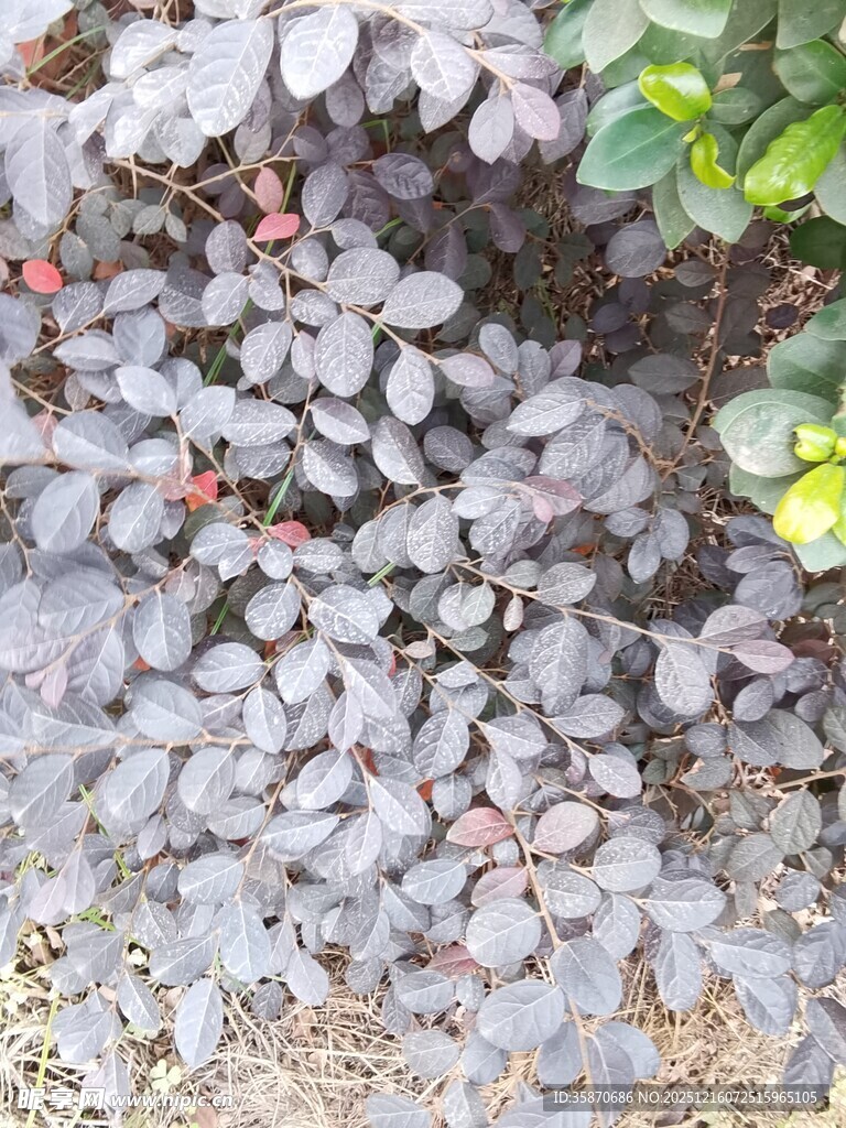 灰紫色叶片植物近景