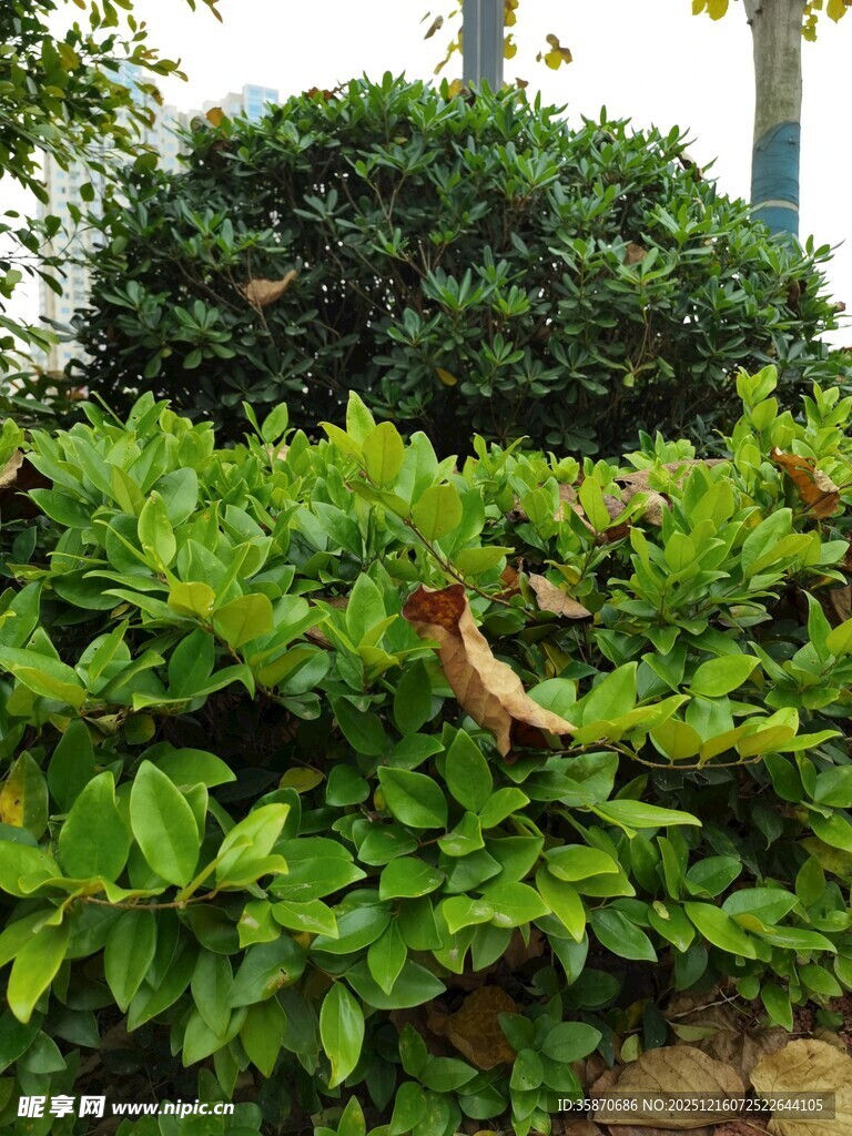 绿叶繁茂的灌木丛景观