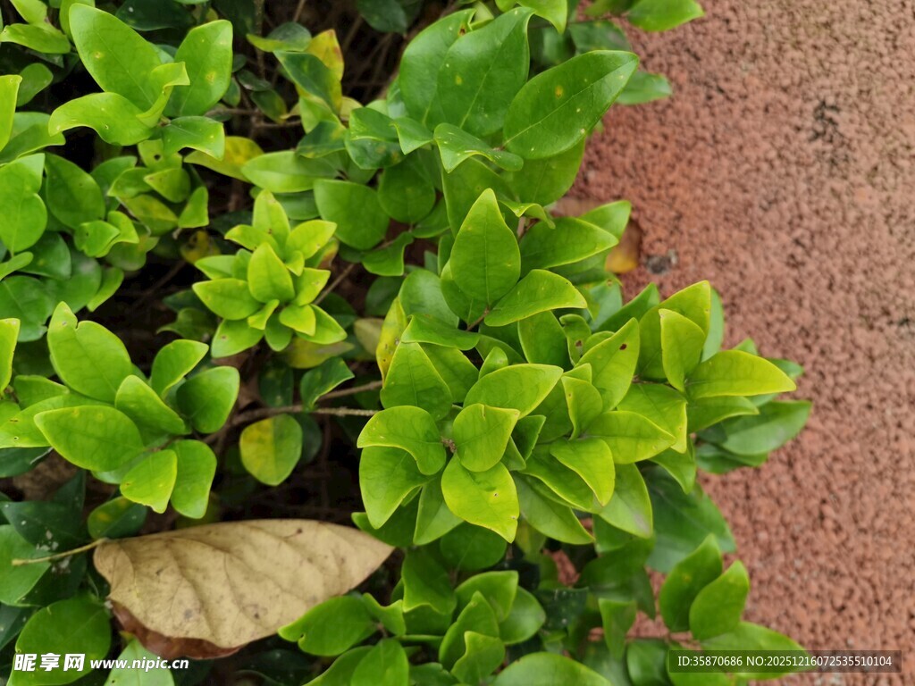 绿叶与枯叶的自然景象