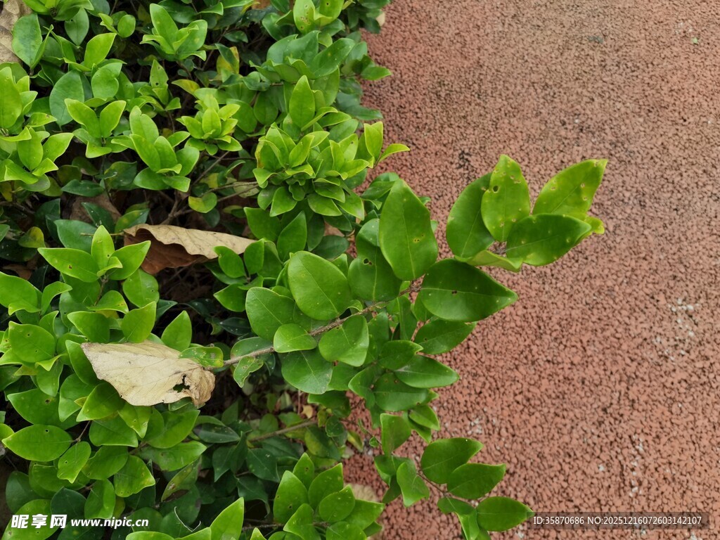 绿叶与红地的自然景致