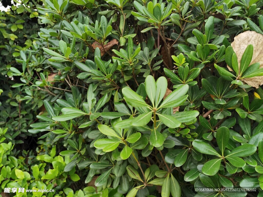 绿叶繁茂的灌木丛