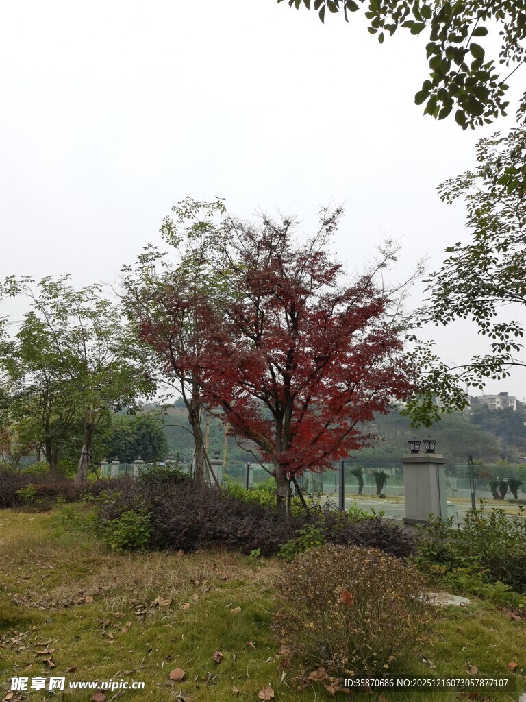 秋日公园中的红树景致