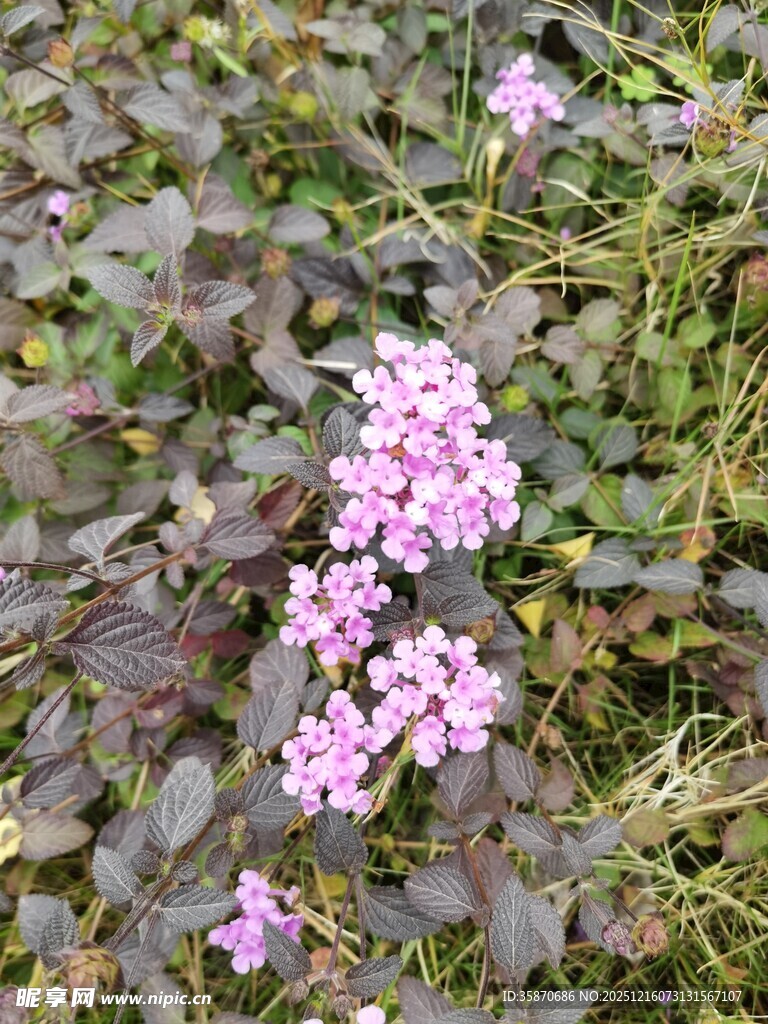 紫色小花绽放于绿叶间