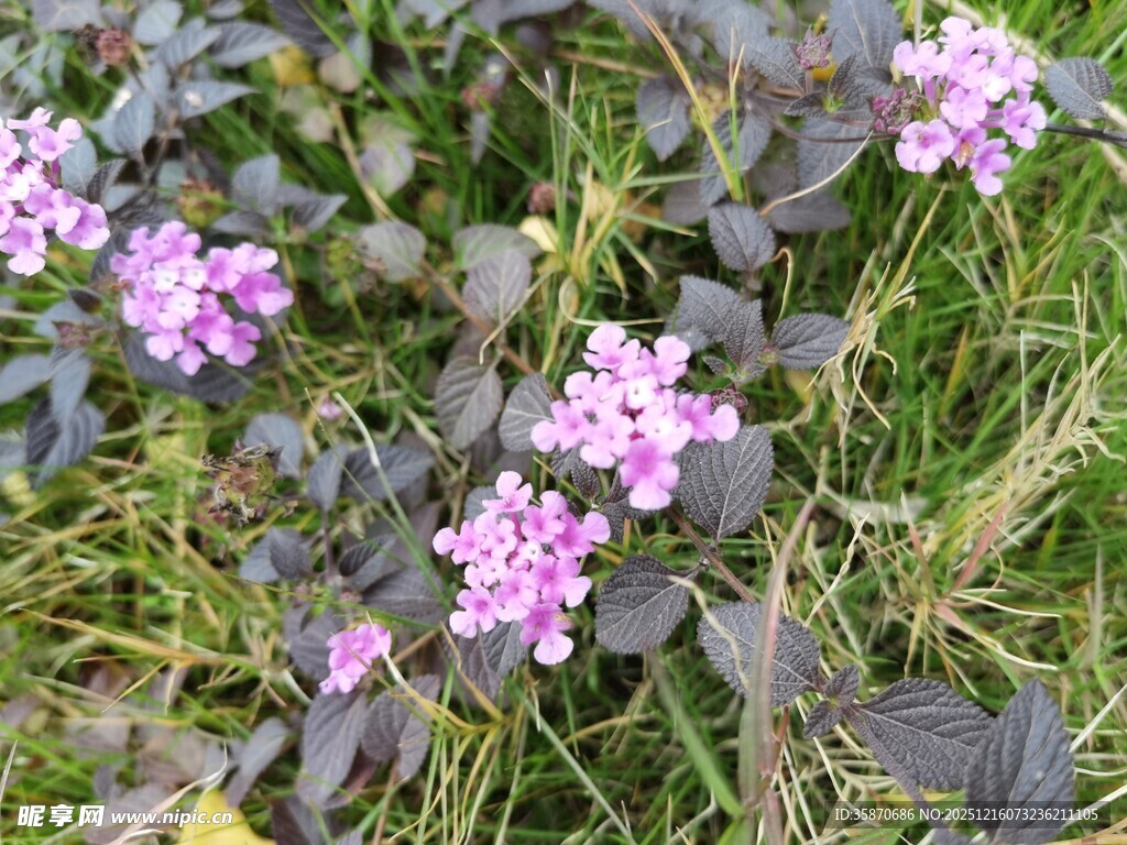 草丛中的粉紫色小花