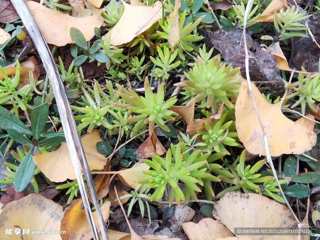 秋日绿植与落叶景象