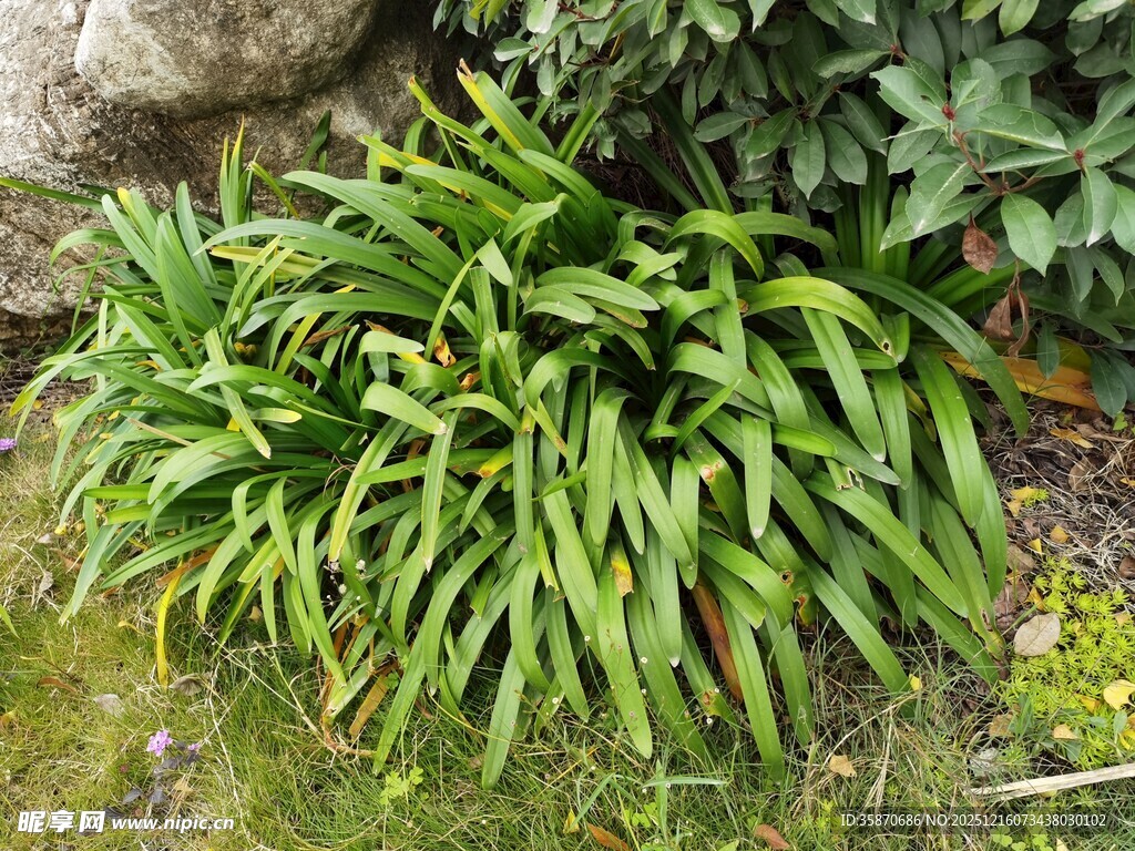 翠绿丛生植物景观
