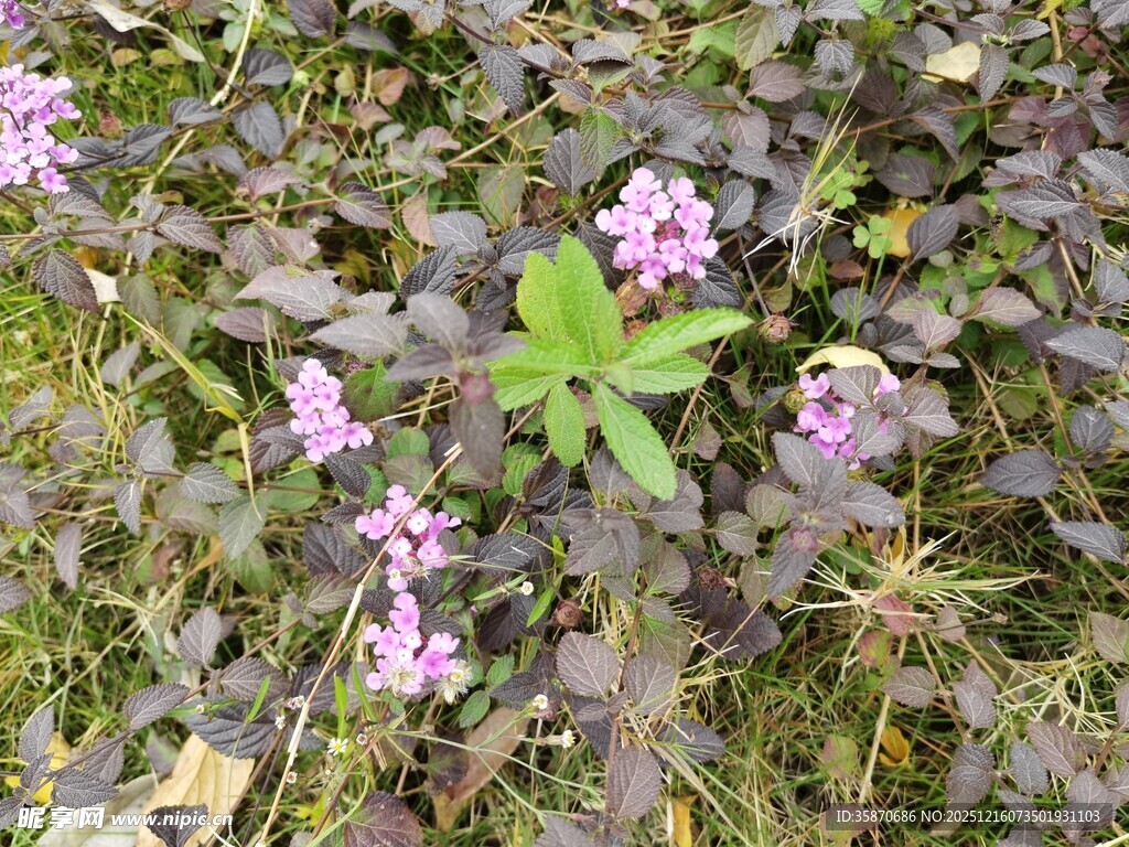 紫色小花与绿叶的自然景致