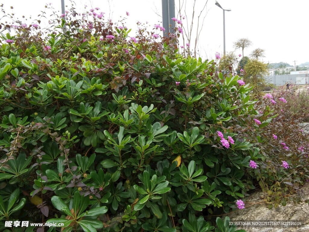 绿叶丛中的紫色小花