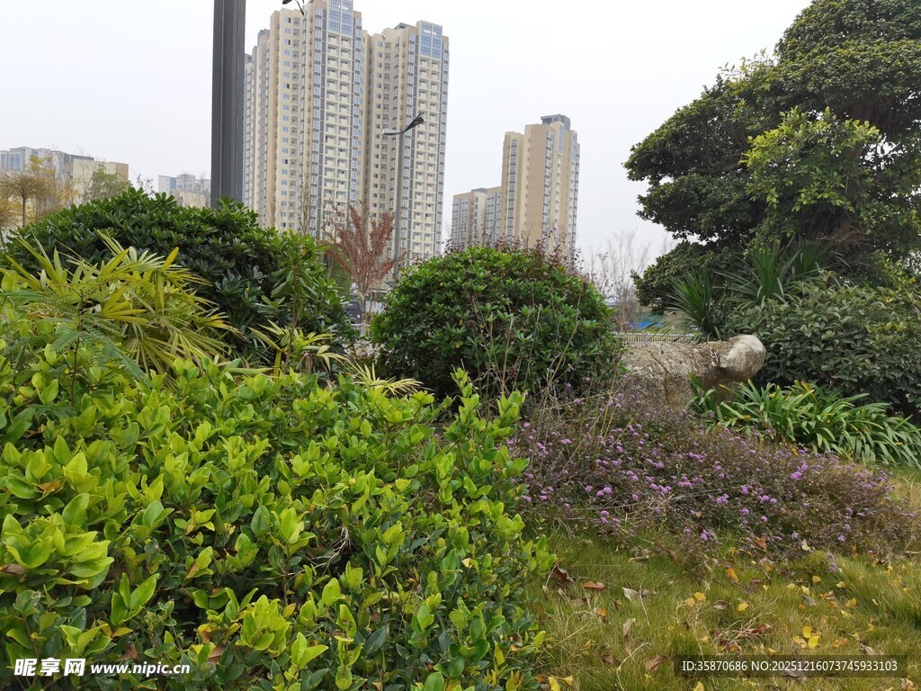 城市中的绿植景观