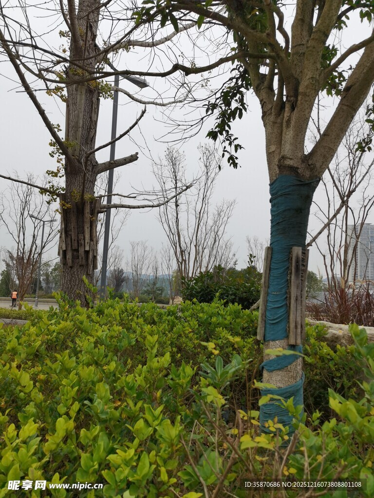 彩绘树木点缀绿意景观