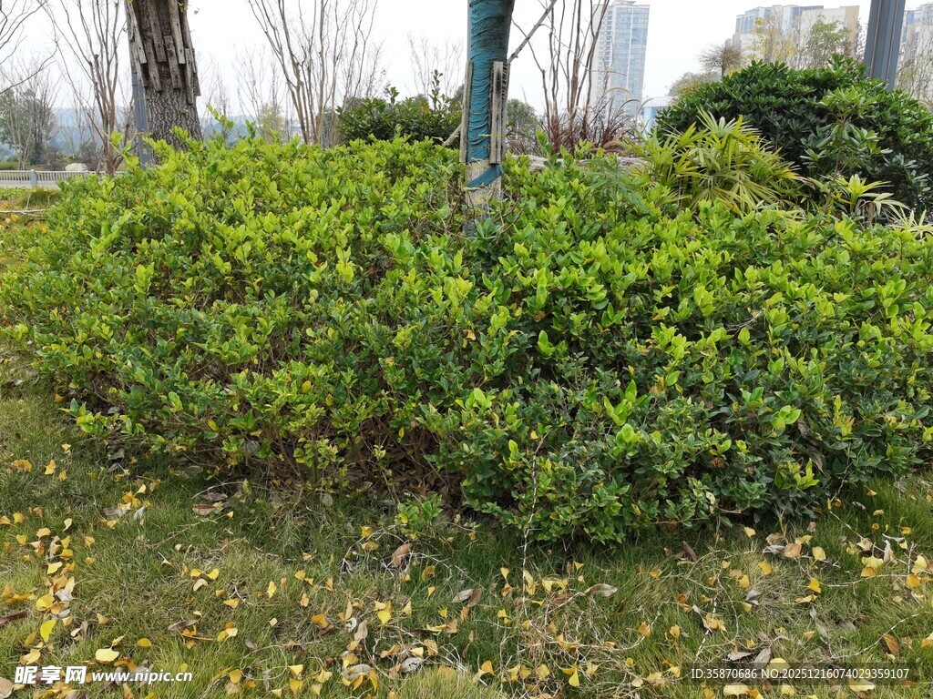 绿意盎然的灌木丛景观