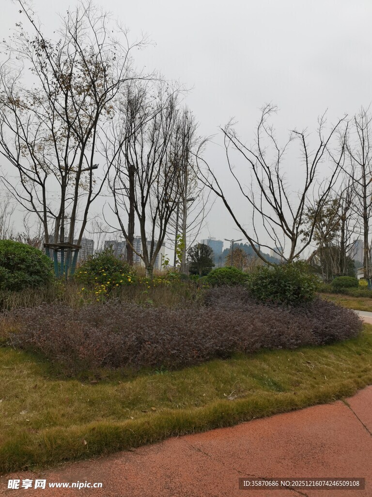 冬日公园的枯树与绿植景观