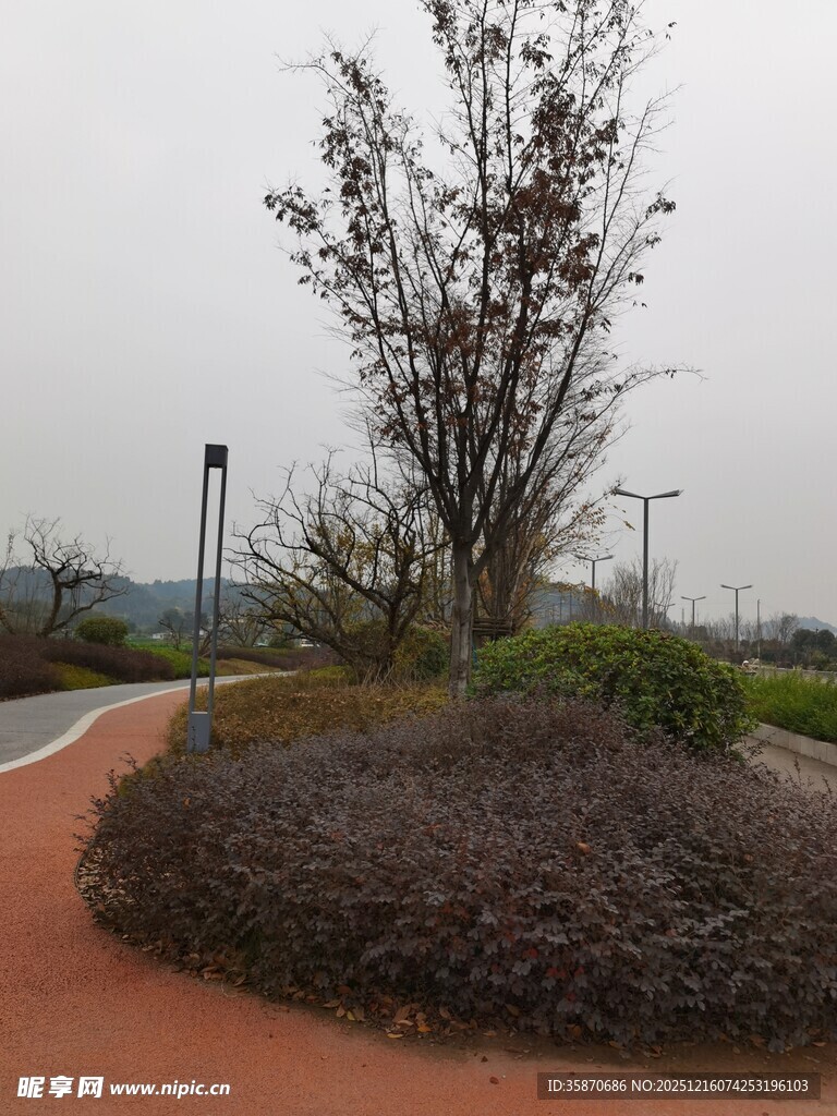 公园中的绿植与弯曲小径