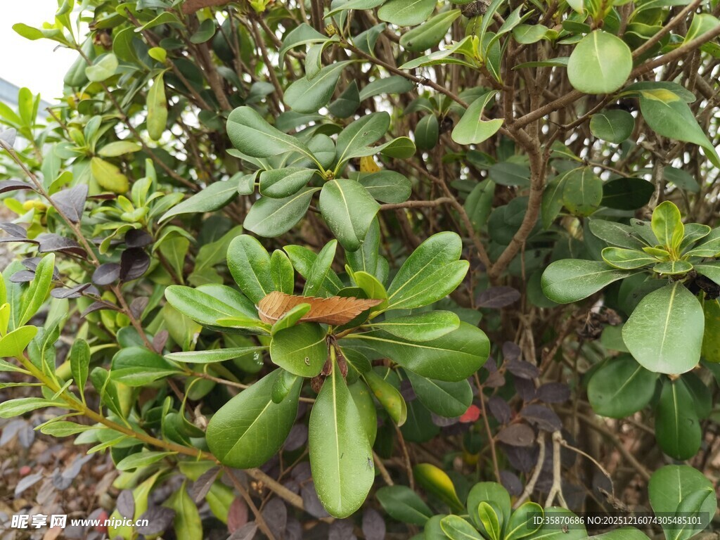 绿叶繁茂的植物景观
