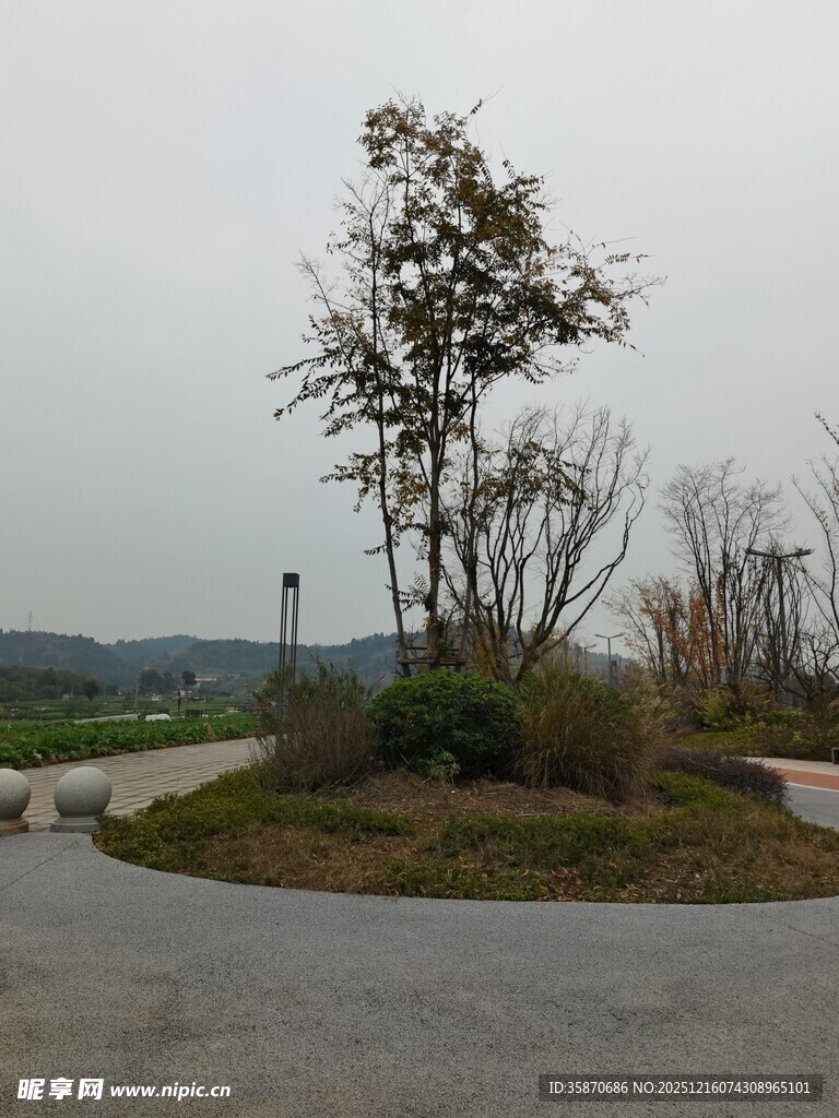 路边孤树静立自然景致