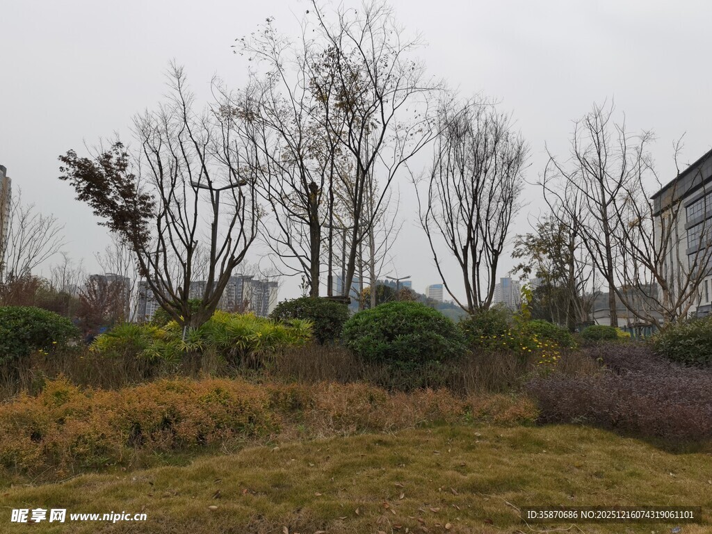 冬日城郊萧瑟植物景观