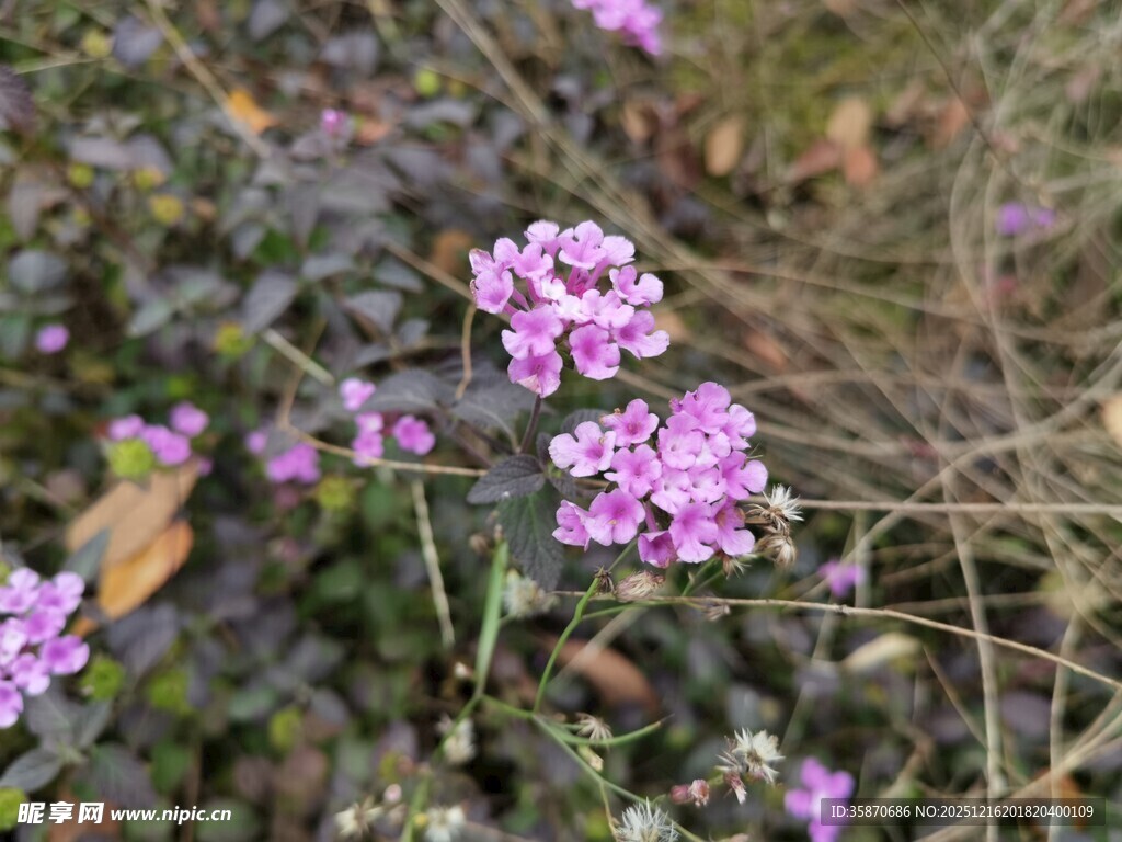 紫色小花绽放于草丛间