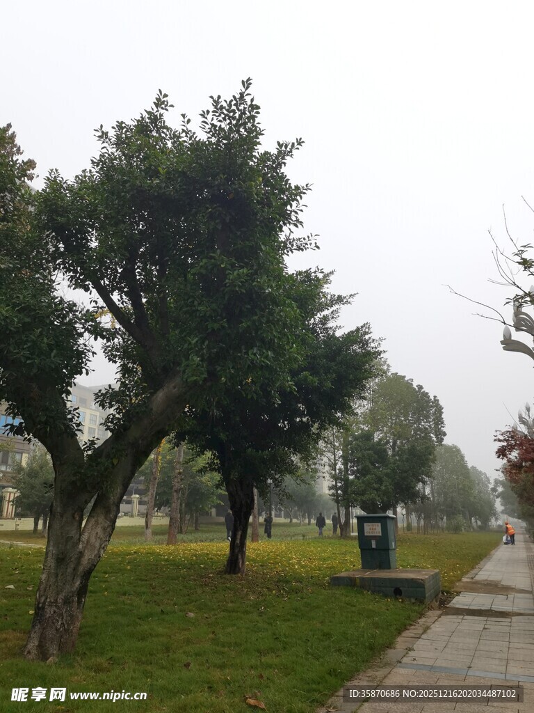 雾中公园小径与绿树