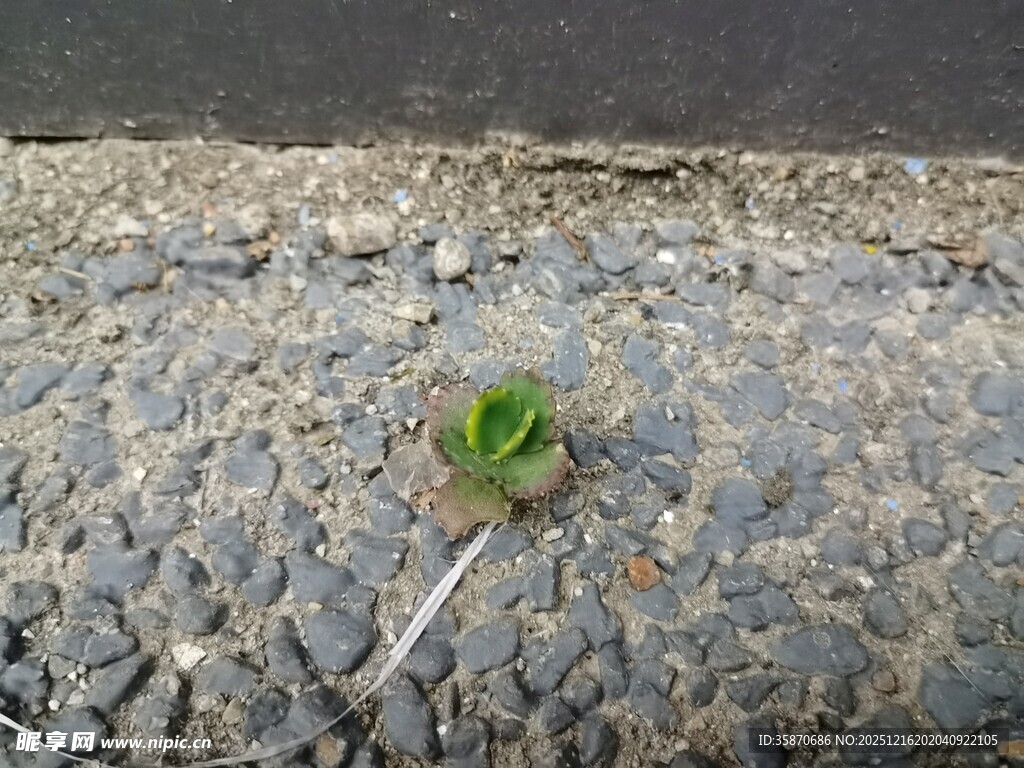 石缝中顽强生长的小绿植
