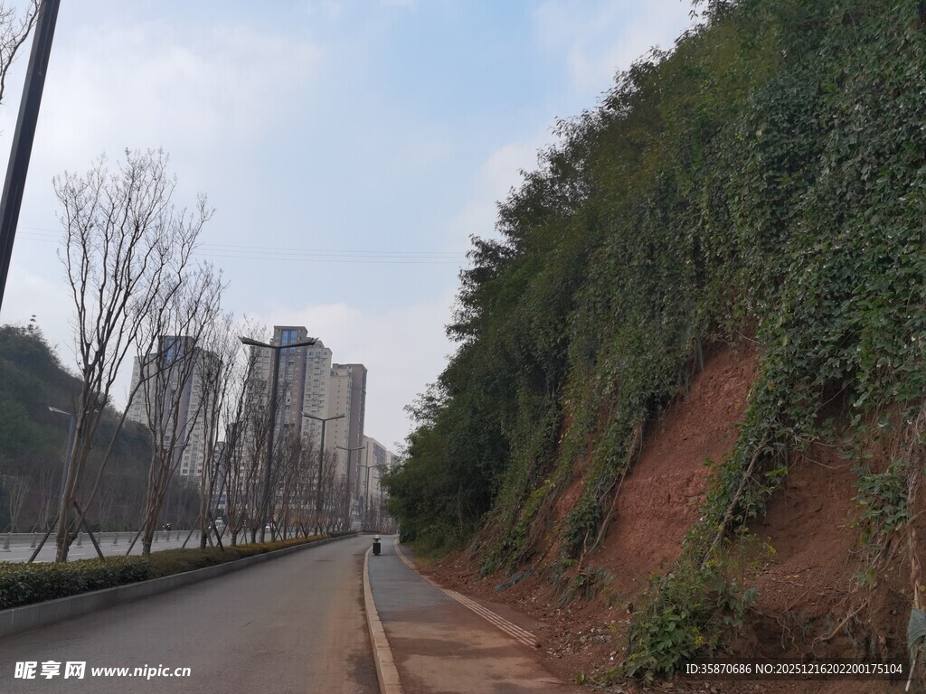 路边绿植与远处城市景观