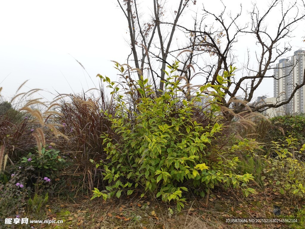 户外绿植景观