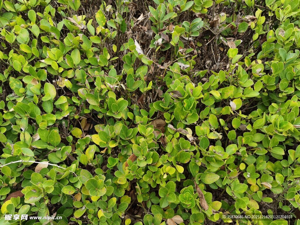 翠绿繁茂的低矮植物群落