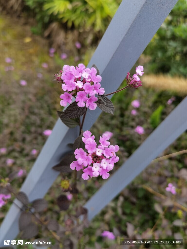 栅栏上绽放的粉嫩小花