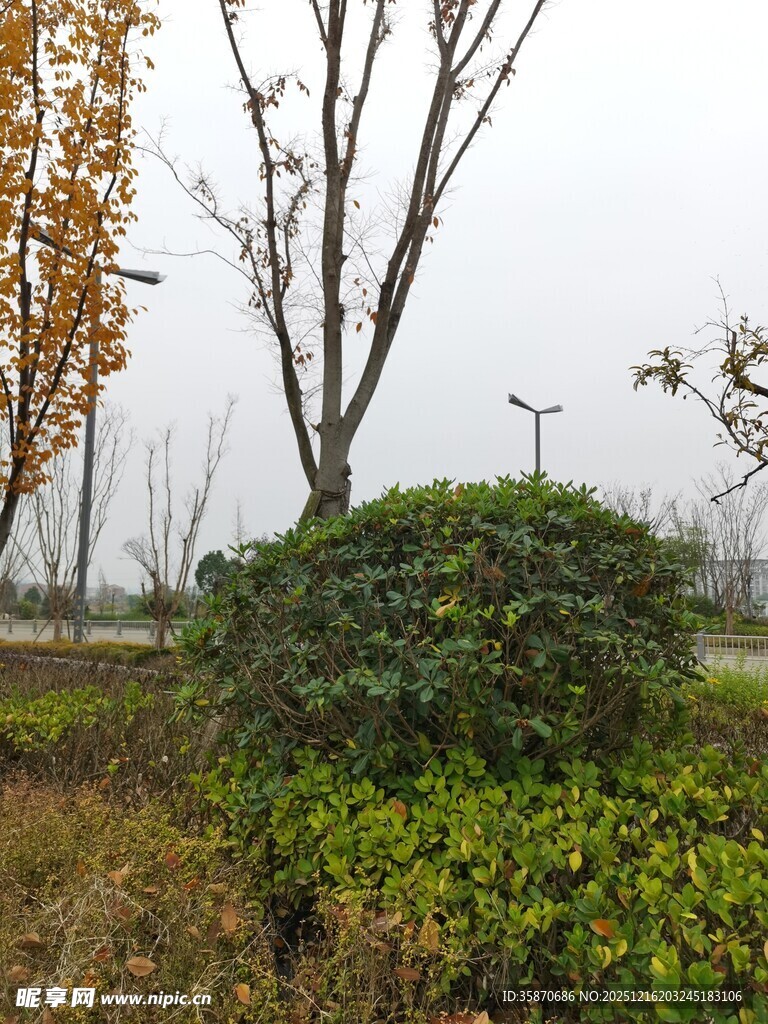 户外绿植与树木景观