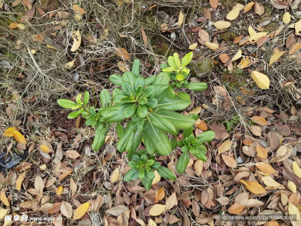 地面上的嫩绿植物