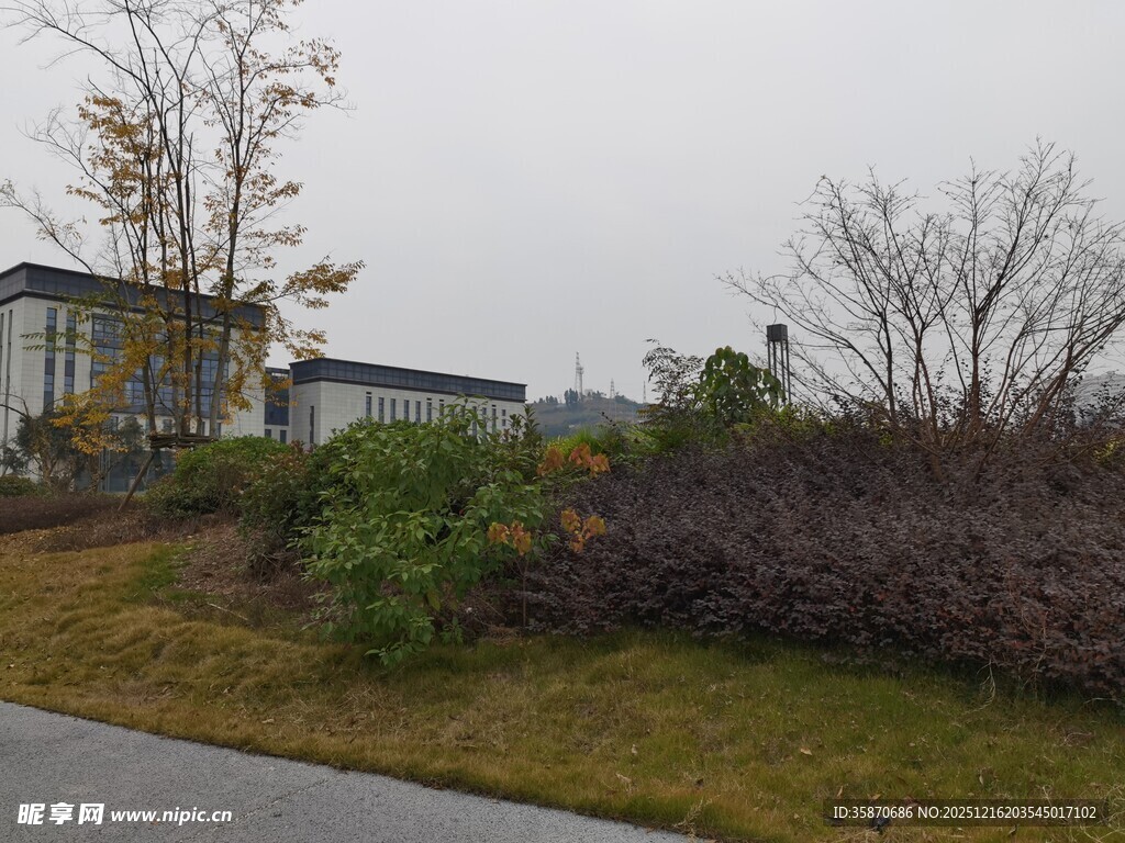 户外清冷景象中的植被建筑