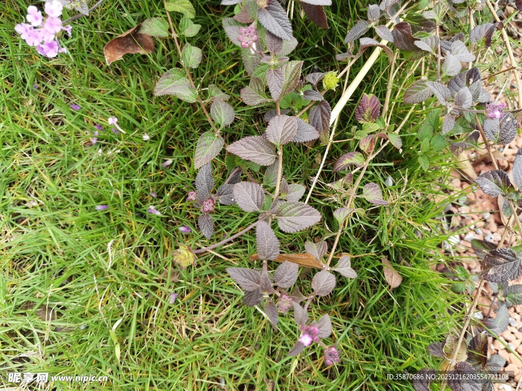 绿叶间的紫色植物