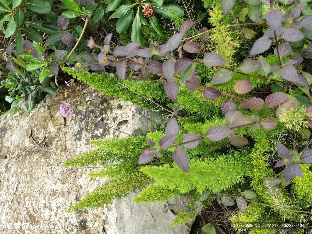岩石旁的多彩蕨类植物